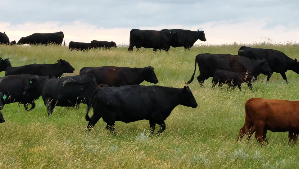 HEAVY DEPENDABLE BRED COWS! 1275LBS March calvers- lock in with 20% down for an end of OCT delivery!
